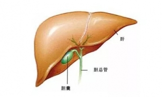 膽囊摘除后還能不能吃肉了？